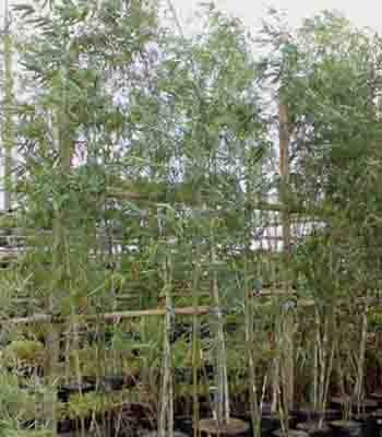 Thailand bamboo